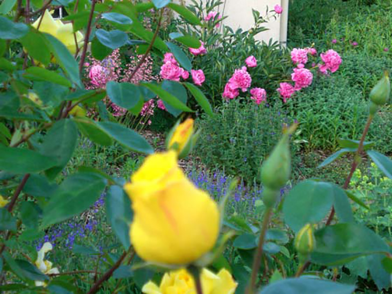 Ferienhaus Putlitz - Garten Detail